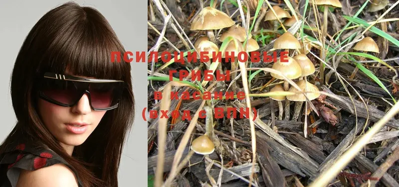 Галлюциногенные грибы MAGIC MUSHROOMS  магазин продажи   Ковров 